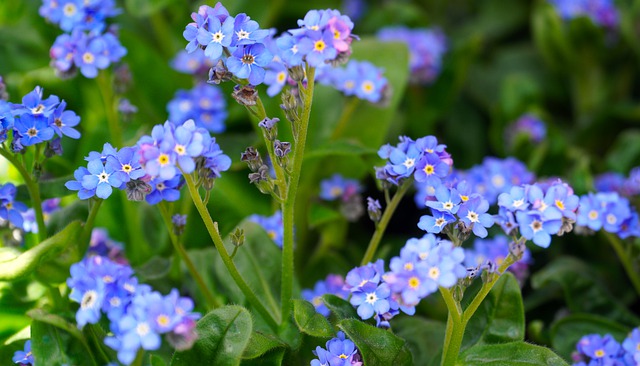 Free download flower forget me not blossom bloom free picture to be edited with GIMP free online image editor