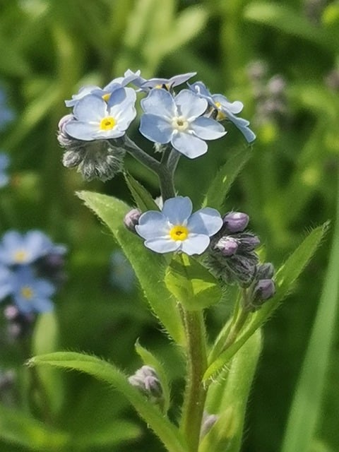 Free download flower forget me not meadow blossom free picture to be edited with GIMP free online image editor