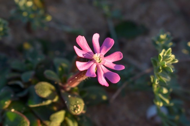 Free download Flower Formentera Molinet -  free photo or picture to be edited with GIMP online image editor