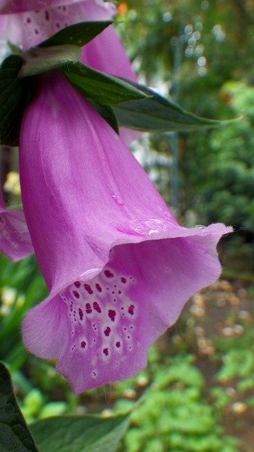 Free download Flower Foxglove -  free photo or picture to be edited with GIMP online image editor