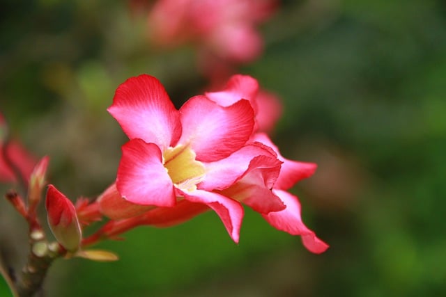 Free download flower frangipani botany bloom free picture to be edited with GIMP free online image editor