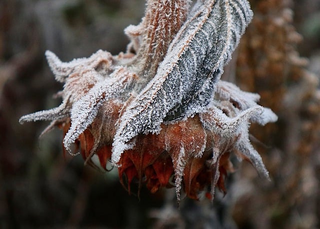 Free download flower frost winter winter garden free picture to be edited with GIMP free online image editor