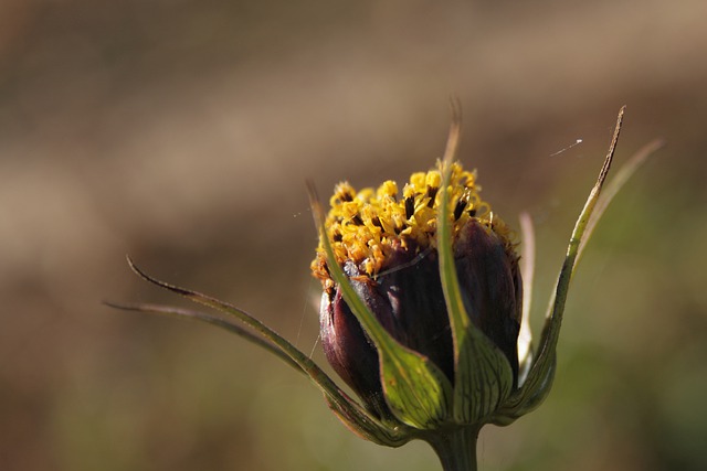 Free download flower garden plant bud flora free picture to be edited with GIMP free online image editor