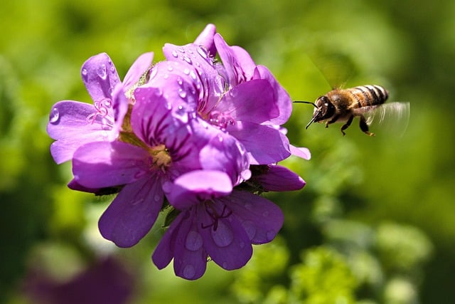 Free download flower geranium leaves bee green free picture to be edited with GIMP free online image editor