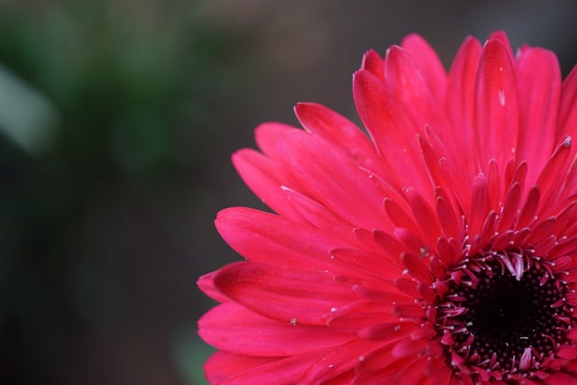 Free download flower gerbera petals flora botany free picture to be edited with GIMP free online image editor