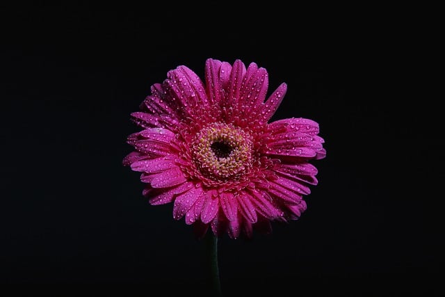 Free download flower gerbera plant florist bloom free picture to be edited with GIMP free online image editor