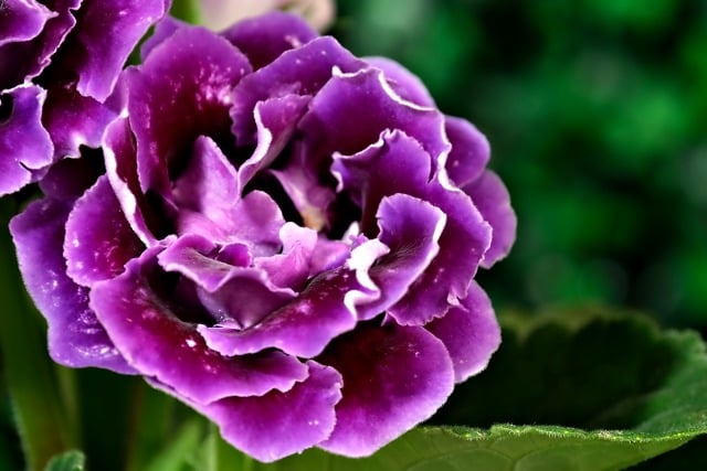 Free download flower gloxinia purple flora free picture to be edited with GIMP free online image editor