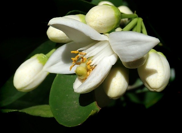 Free download Flower Grapefruit Blossom -  free photo or picture to be edited with GIMP online image editor