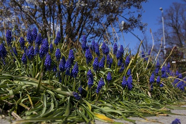 Free download Flower Grape Hyacinth Plant -  free photo or picture to be edited with GIMP online image editor