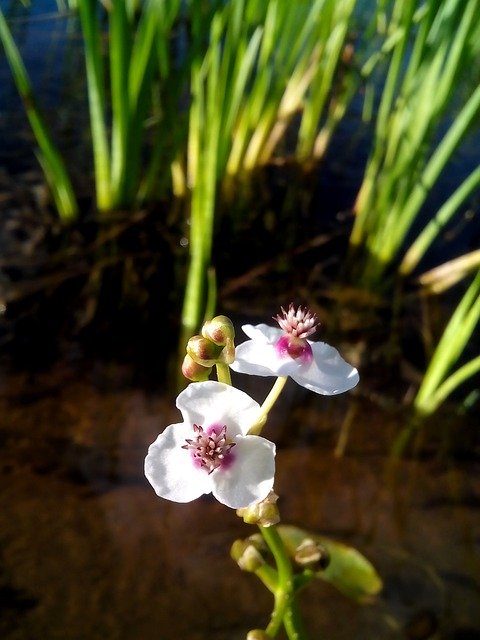 Free download Flower Grass Bud -  free photo or picture to be edited with GIMP online image editor