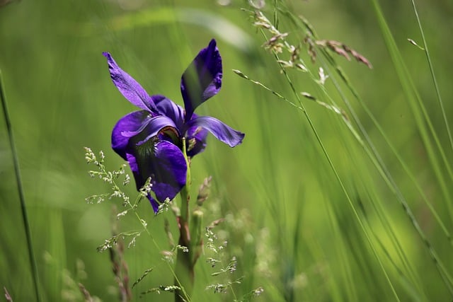 Free download flower grass iris sword lily free picture to be edited with GIMP free online image editor