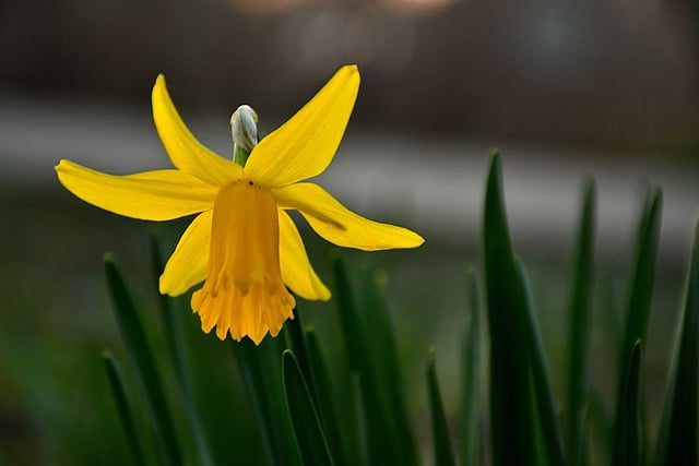 Free download flower grass plants flora nature free picture to be edited with GIMP free online image editor