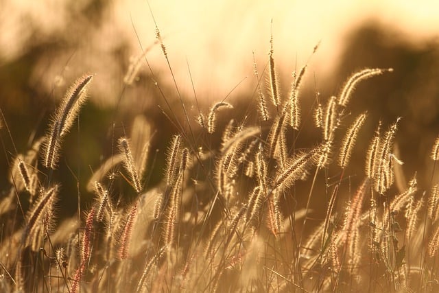 Free download flower grass tree sunset field free picture to be edited with GIMP free online image editor