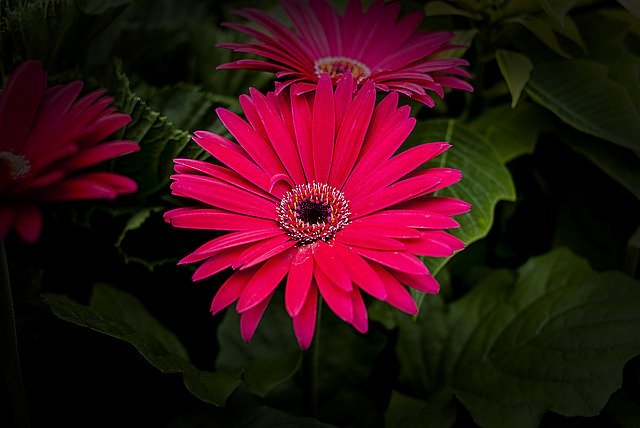 Descarga gratuita Flower Gérbel Spring: foto o imagen gratuita para editar con el editor de imágenes en línea GIMP