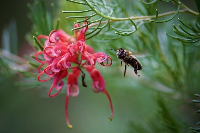 Free download flower grevillea bee pollination free picture to be edited with GIMP free online image editor