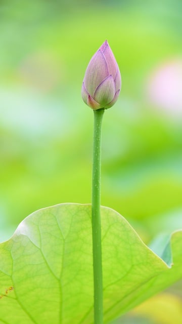 Free download flower growth lotus pond free picture to be edited with GIMP free online image editor