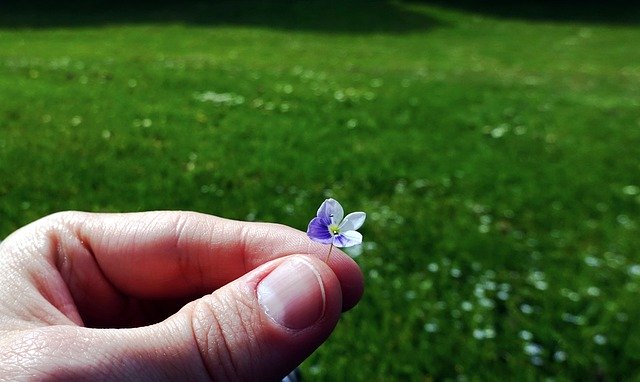 Free download Flower Hand Meadow -  free photo or picture to be edited with GIMP online image editor