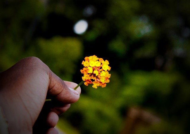 Free download Flower Hand Orange -  free photo or picture to be edited with GIMP online image editor