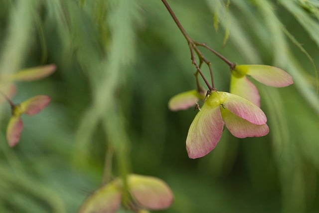 Free download flower hd wallpaper petals bloom free picture to be edited with GIMP free online image editor