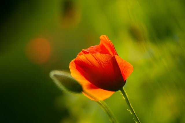 Free download flower hd wallpaper poppy bloom free picture to be edited with GIMP free online image editor