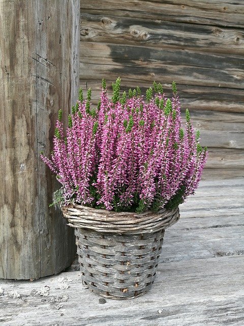 Free download Flower Heather Purple -  free photo or picture to be edited with GIMP online image editor