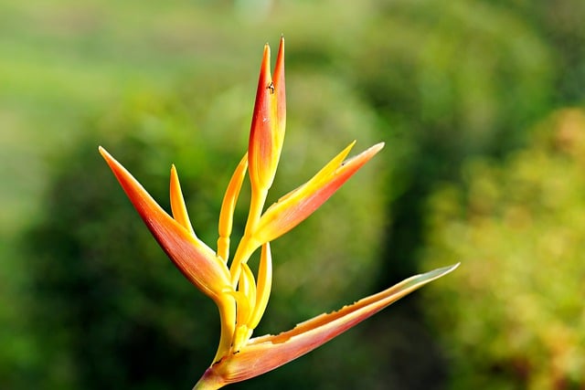 Free download flower heliconia flora nature free picture to be edited with GIMP free online image editor