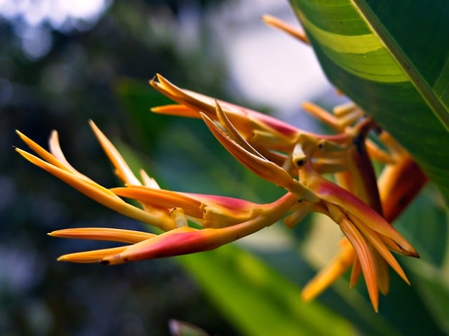 Free download flower heliconia plant flora free picture to be edited with GIMP free online image editor