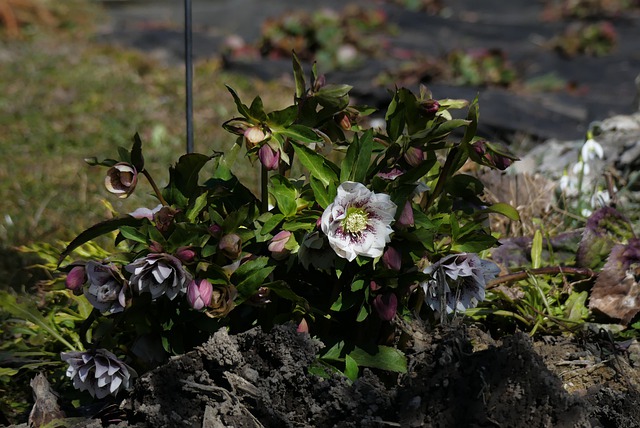 Free download flower hellebore garden vernal free picture to be edited with GIMP free online image editor