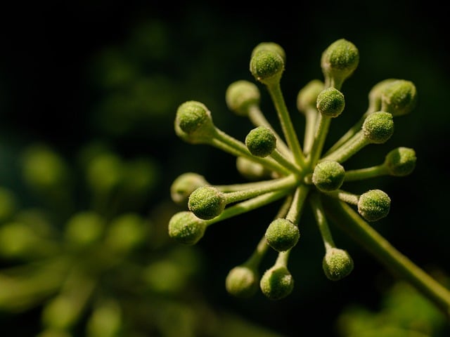 Free download flower herb bud green leaf spring free picture to be edited with GIMP free online image editor