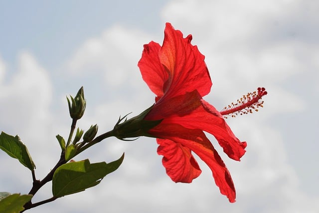 Free download flower hibiscus blossom bloom free picture to be edited with GIMP free online image editor