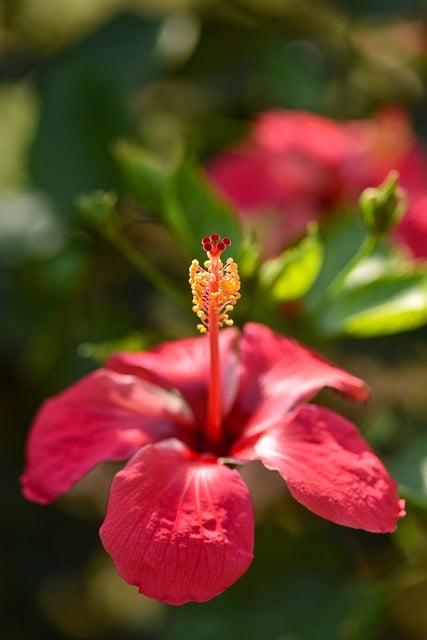 Free download flower hibiscus blossom floral free picture to be edited with GIMP free online image editor