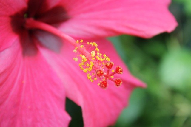 Free download Flower Hibiscus Macro -  free photo or picture to be edited with GIMP online image editor