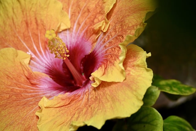 Free download flower hibiscus plant blossom free picture to be edited with GIMP free online image editor