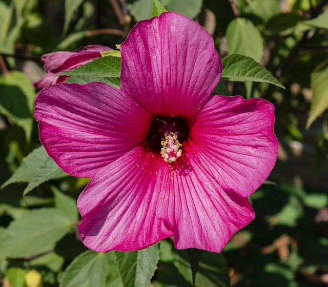 Free download Flower Hibiscus Tropic -  free photo or picture to be edited with GIMP online image editor