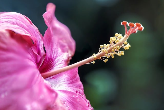 Free download flower hibiscus tropical flora free picture to be edited with GIMP free online image editor