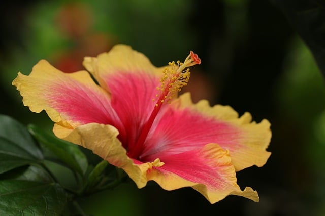 Free download flower hibiscus tropical flower free picture to be edited with GIMP free online image editor