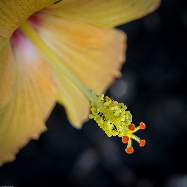 Free download Flower Hibiscus Yellow -  free photo or picture to be edited with GIMP online image editor