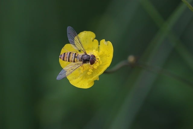 Free download flower hoverfly insect wings free picture to be edited with GIMP free online image editor