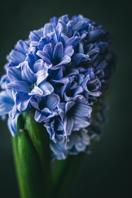 Free download flower hyacinth buds spring nature free picture to be edited with GIMP free online image editor