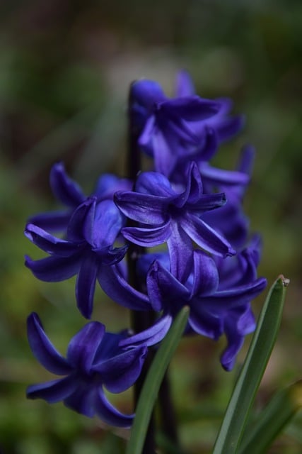 Free download flower hyacinth purple plant flora free picture to be edited with GIMP free online image editor