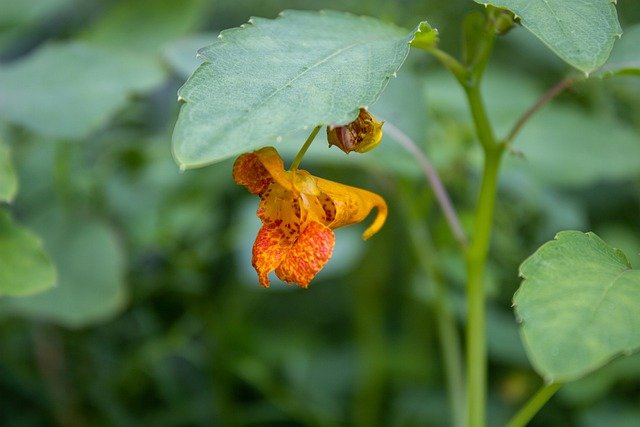 Free download flower impatiens capensis orange free picture to be edited with GIMP free online image editor