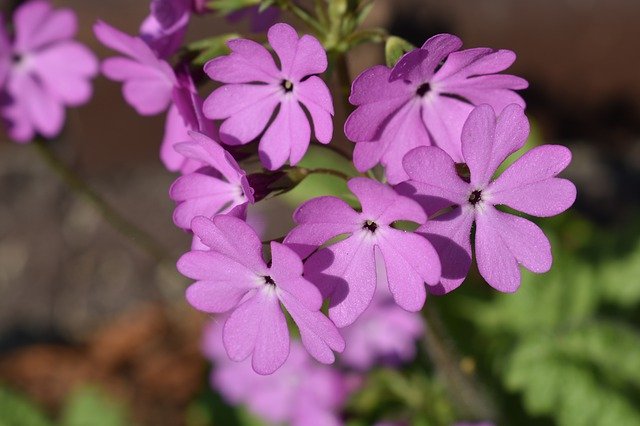 Free download Flower Inflorescence Summer -  free photo or picture to be edited with GIMP online image editor