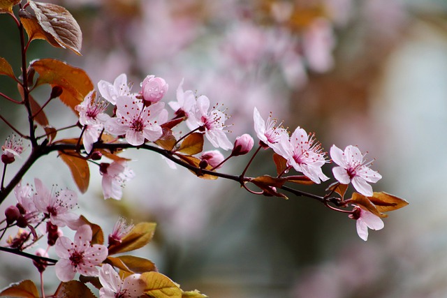 Free download flowering branch plum blossoms free picture to be edited with GIMP free online image editor