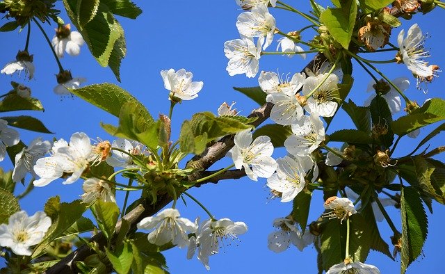 Free download Flowering Cherry Spring April -  free photo or picture to be edited with GIMP online image editor