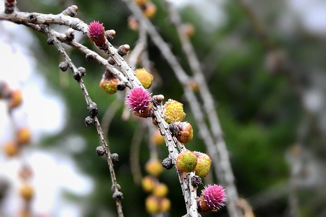 Free download Flowering Cones Coniferous -  free photo or picture to be edited with GIMP online image editor