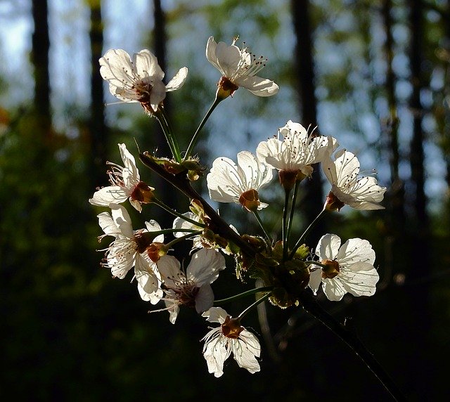 Free download Flowering Flowers Branch -  free photo or picture to be edited with GIMP online image editor