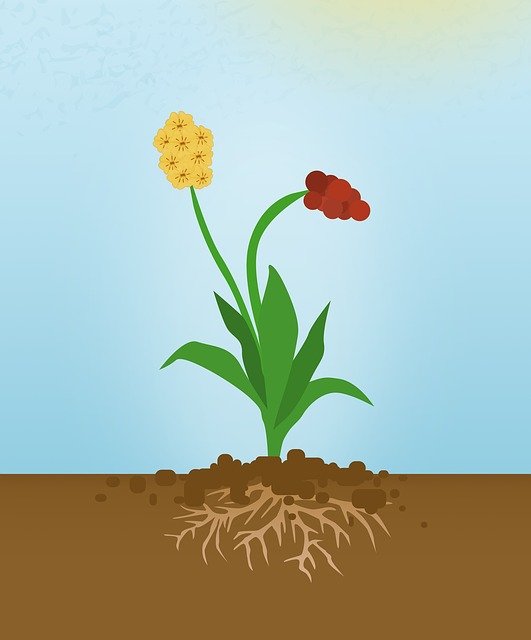 Free download Flowering Plant With The -  free illustration to be edited with GIMP free online image editor