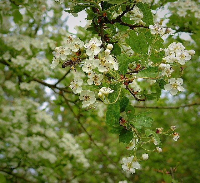 Free download Flowering Pollination Bee -  free photo or picture to be edited with GIMP online image editor