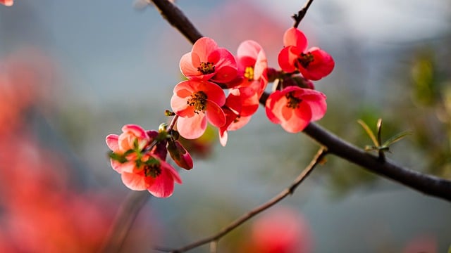 Free download flowering quinces flowers plant free picture to be edited with GIMP free online image editor