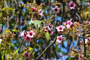 Libreng download Flowering tree sa City Park, Santiago, Chile libreng larawan o larawan na ie-edit gamit ang GIMP online image editor